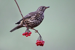 Mistle Thrush - Perched on Guelder Rose branch with berries in garden, winter Mistle Thrush - Perched on Guelder Rose branch with berries in garden, winter