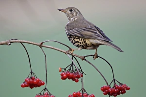 Mistle Thrush - Perched on Guelder Rose bush in garden, winter Mistle Thrush - Perched on Guelder Rose bush in garden, winter