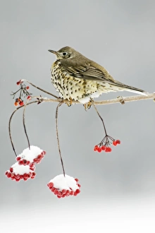 Mistle Thrush - perched on snow covered branch of Guelder Rose bush, winter Mistle Thrush - perched on snow covered branch of Guelder Rose bush, winter