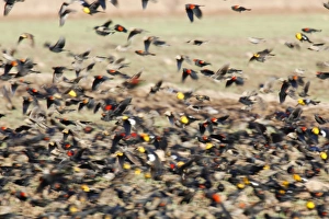 Mixed blackbird flock, yellow-headed blackbird, red-winged blackbird, cowbird Mixed blackbird flock, yellow-headed blackbird, red-winged blackbird, cowbird