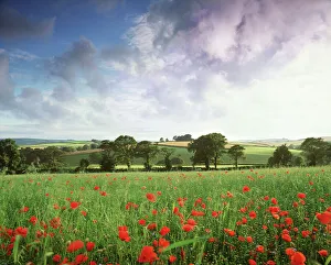 Mixed crops. Common POPPIES - Wind-blurred in flowering linseed Mixed crops. Common POPPIES - Wind-blurred in flowering linseed