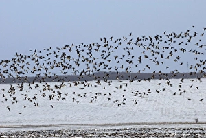 White Fronted Gallery: Mixed flock of Red-Breasted and White-fronted geese (Anser albifrons) - In flight