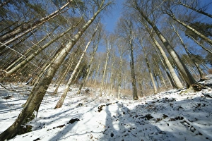 Mixed woodland - mainly beech trees - after snowfall in winter Mixed woodland - mainly beech trees - after snowfall in winter