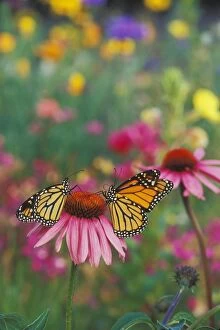 Images Dated 22nd March 2005: Monarch butterfly - on purple coneflower. Px277