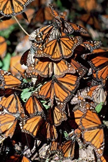 Monarch Collection: Monarch / Wanderer / Milkweed Butterfly