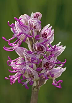Wild Flowers Gallery: Monkey orchid. UK rarity