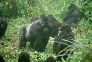 Wildlife Photography Prints: Mountain Gorilla