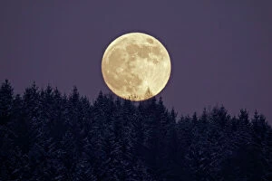 Full Moon - rising above forest in winter
