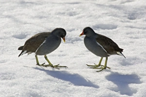 Moorhen - 2 birds standing in snow Moorhen - 2 birds standing in snow