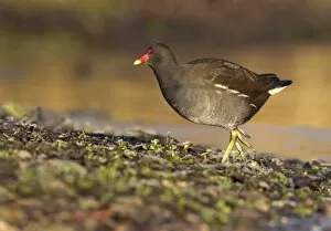 Images Dated 12th December 2010: Moorhen - walking on frozen ground looking for food - December