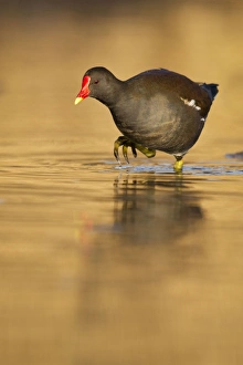 Moorhen - walking though golden coloured water in early morning sunshine Moorhen - walking though golden coloured water in early morning sunshine