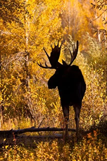Moose (Alces alces) bull in golden willows