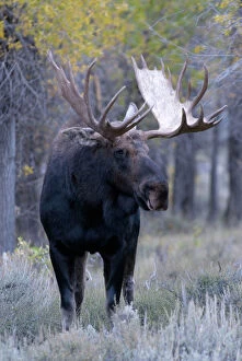 Moose - Large Bull, portrait front view