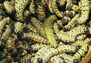 Larva Collection: Mopane Emperor Moth - Caterpillars / “worms” gathered for food in Zimbabwe