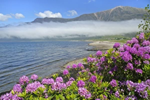 Morning fog over Loch Torridon - and Torridon mountains in spring with blooming Morning fog over Loch Torridon - and Torridon mountains in spring with blooming