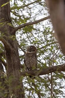Mottled Owl Gallery: Mottled Wood Owl perched in a tree