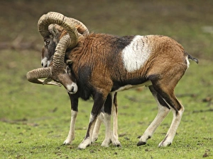 Mouflon Sheep - Rams fighting getting their horns stuck Mouflon Sheep - Rams fighting getting their horns stuck