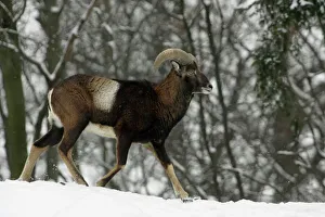 MOUFLON Sheep - young ram running through snow covered woodland in winter MOUFLON Sheep - young ram running through snow covered woodland in winter