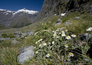 Mount Cook Lily (Ranunculus lyalii) and Large Mountain Daisy in the Gertrude valley Mount Cook Lily (Ranunculus lyalii) and Large Mountain Daisy in the Gertrude valley