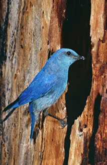 Mountain Bluebird - Male. At nest Mountain Bluebird - Male. At nest