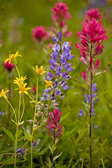 Mountain flowers - broadleaf Arnica, Magenta Paintbrush, lupins etc Mountain flowers - broadleaf Arnica, Magenta Paintbrush, lupins etc