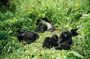 Rainforest Collection: Mountain Gorilla - group Rwanda
