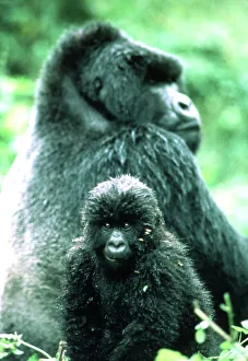 MOUNTAIN GORILLA - juvenille with adult in background MOUNTAIN GORILLA - juvenille with adult in background