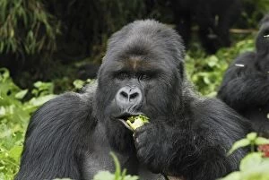 Images Dated 10th December 2006: Mountain Gorilla - silverback eating