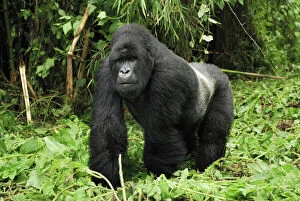 Mountain Gorilla - silverback (Gorilla beringei beringei)