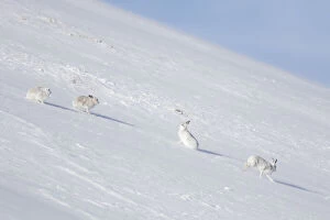 Mountain Hare - hares in winter pelage - Cairngorms National park - Scotland Date: 16-Oct-18