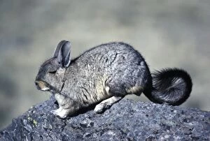 Mountain Viscacha