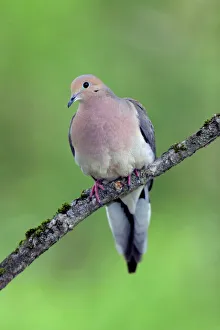 Mourning Dove