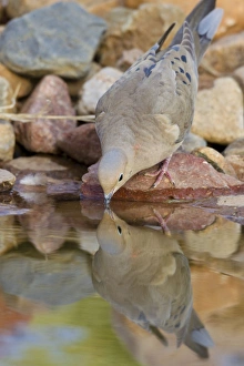 Mourning Dove - drinking from a backyard pond Mourning Dove - drinking from a backyard pond