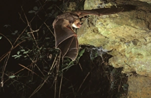 Mouse-eared bat flying into a cave (old iron mine) post breeding season (end of august) Mouse-eared bat flying into a cave (old iron mine) post breeding season (end of august)