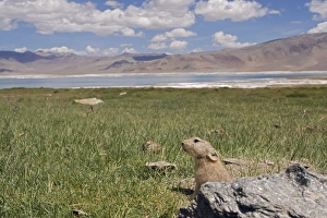 Mouse Hare / Plateau Pika / Black-lipped Pika - at a burrow entrance Mouse Hare / Plateau Pika / Black-lipped Pika - at a burrow entrance