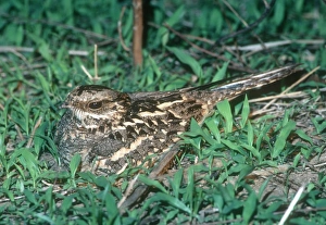 Mozambique Nightjar - South Luangwa National Park Mozambique Nightjar - South Luangwa National Park