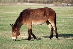 Mule - Male Donkey x Female Horse