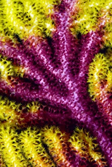 Multicolored Gallery: Multi-colored growth pattern of sea fan
