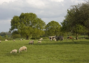 Multi-use orchard, with cattle, sheep and mistletoe Multi-use orchard, with cattle, sheep and mistletoe