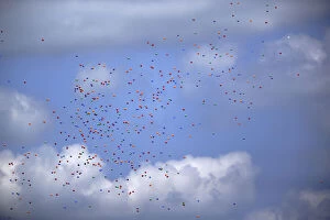 Multicolored Gallery: Multicolored balloons in sky