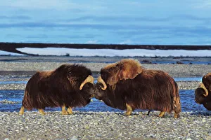 Musk Ox - bulls butting heads, dominance behavior Musk Ox - bulls butting heads, dominance behavior