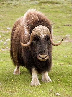 Images Dated 13th July 2006: Musk-ox (Ovibos moschatus) in Norway. Only wild mainland herd in Europe
