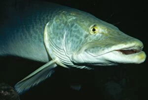Images Dated 3rd February 2005: Muskellunge Great Lakes of Mississippi River Basin, USA. Fam: Esocidae