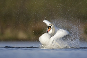 Mute Swan - adult bathing vigorously creating a spray of water droplets Mute Swan - adult bathing vigorously creating a spray of water droplets