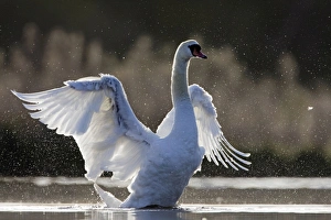Mute Swan - adult wing-flapping after preening - back-lit showing thousands of water Mute Swan - adult wing-flapping after preening - back-lit showing thousands of water
