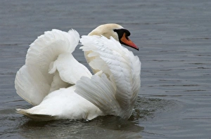 Mute Swan - in aggresive pose Mute Swan - in aggresive pose