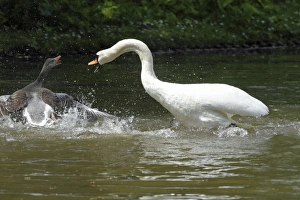 Mute Swan and Greylag Goose (Anser anser) - fighting on lake Mute Swan and Greylag Goose (Anser anser) - fighting on lake