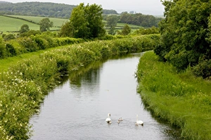 Mute Swan - Lancaster Canal, near Carnforth, Lancashire - with towpath Mute Swan - Lancaster Canal, near Carnforth, Lancashire - with towpath