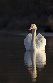 Mute Swan - being sidelit in early moring sunshine with reflection Mute Swan - being sidelit in early moring sunshine with reflection