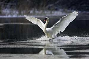 Images Dated 28th January 2006: Mute Swan - on water - flapping wings. Alsace - France